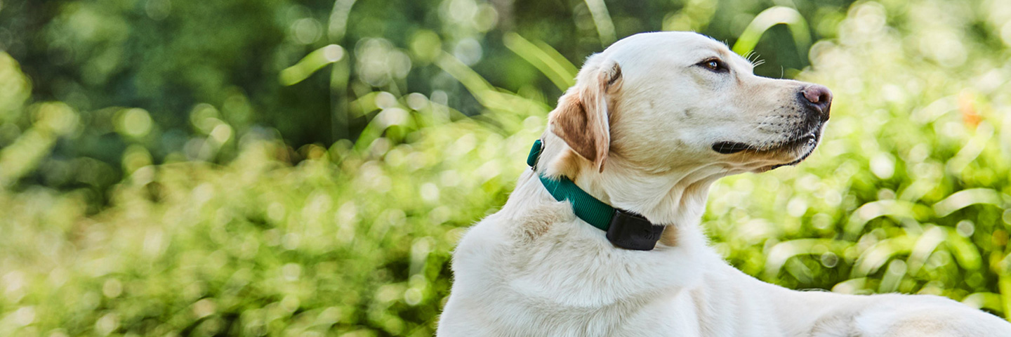 DogWatch of Northwest Indiana, Valparaiso, Indiana | 1200Fence Slider Image