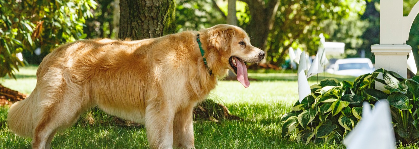 DogWatch of Northwest Indiana, Valparaiso, Indiana | Outdoor Hidden Dog Fences Slider Image