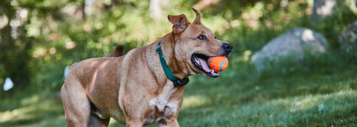 DogWatch of Northwest Indiana, Valparaiso, Indiana | ProFenceX Slider Image